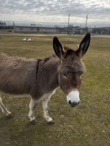 656394816 4307335712915966 8513354845653511690 n